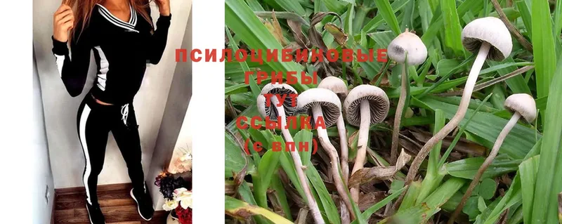 mega как зайти  Калтан  Псилоцибиновые грибы Psilocybine cubensis 